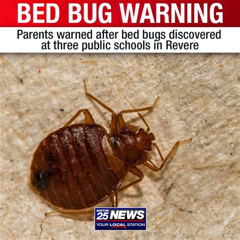 Health department says bed bugs found at 3 Revere schools